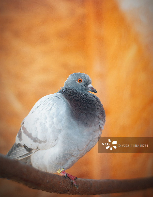 灰色的鸽子图片素材