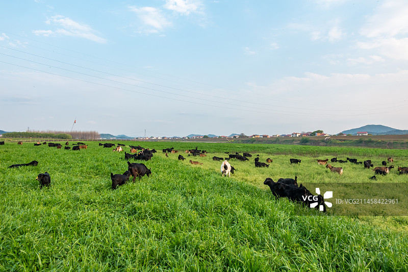 湖边湿地上吃草的羊群，乡村生态图片素材