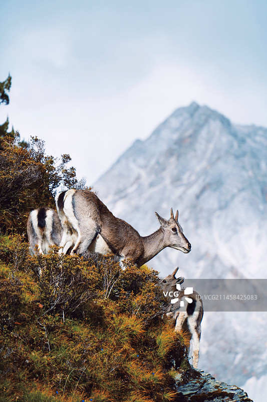 雪山上的鹿图片素材