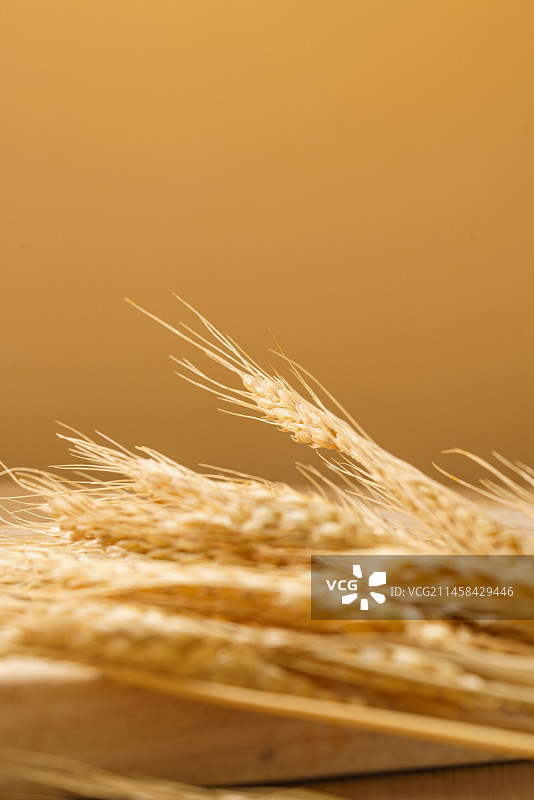 一大把麦穗在桌子上图片素材
