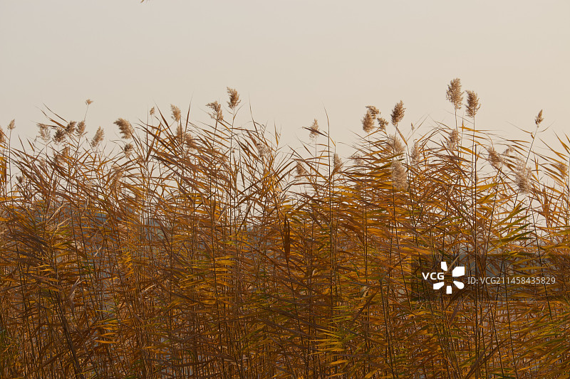 秋天里的芦苇图片素材