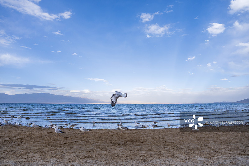 海鸥水鸟湖泊自然图片素材