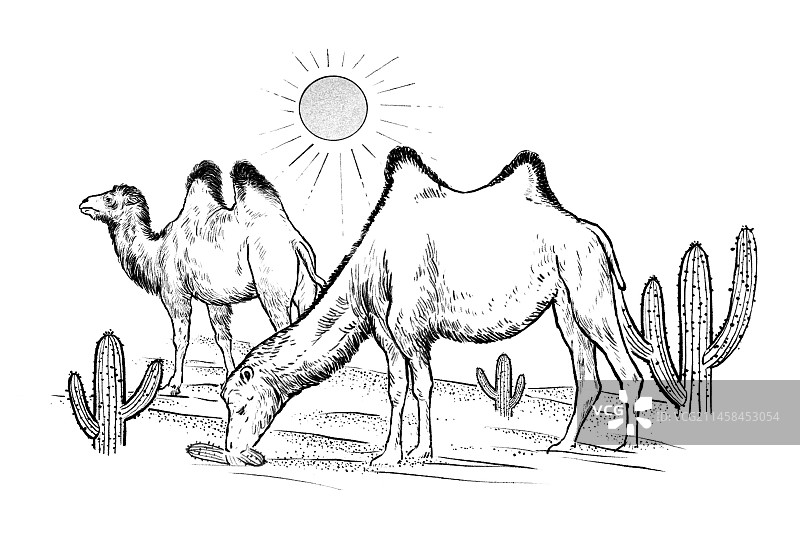 人与动物  情感 和谐图片素材