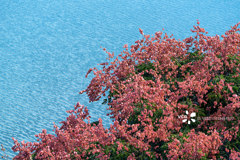 开花的栾树图片素材