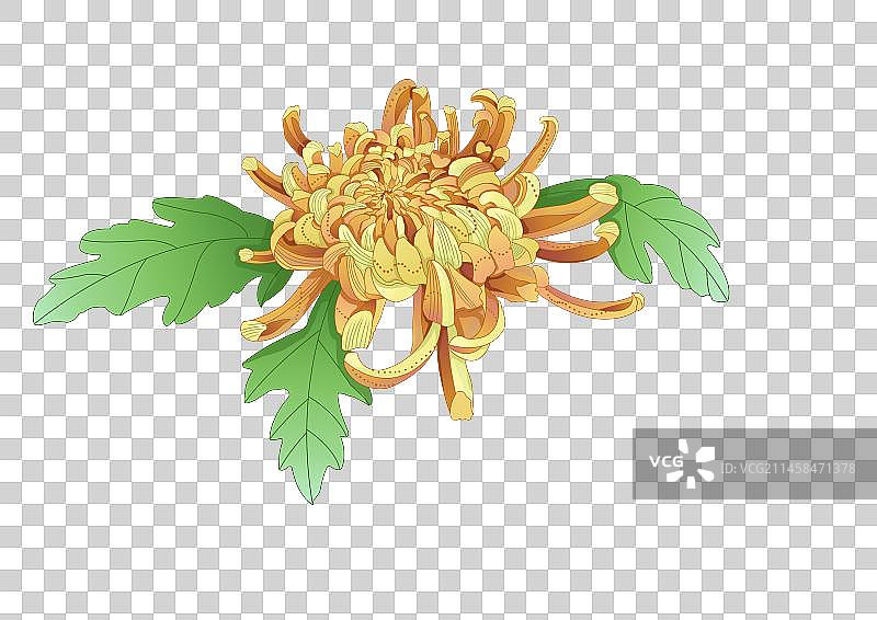 国潮菊花图片素材