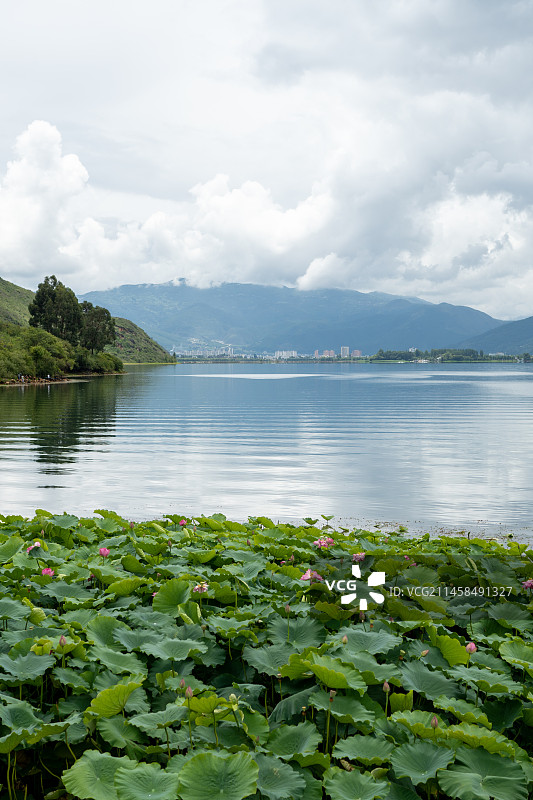 大理剑川茈碧湖风景区荷花图片素材