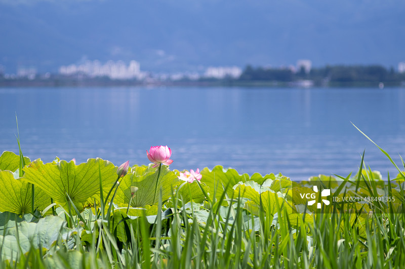 大理剑川茈碧湖风景区荷花图片素材