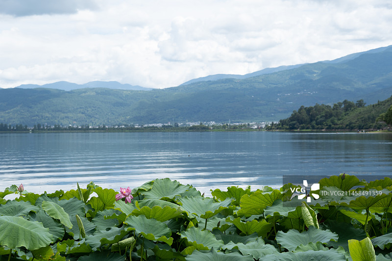 大理剑川茈碧湖风景区荷花图片素材