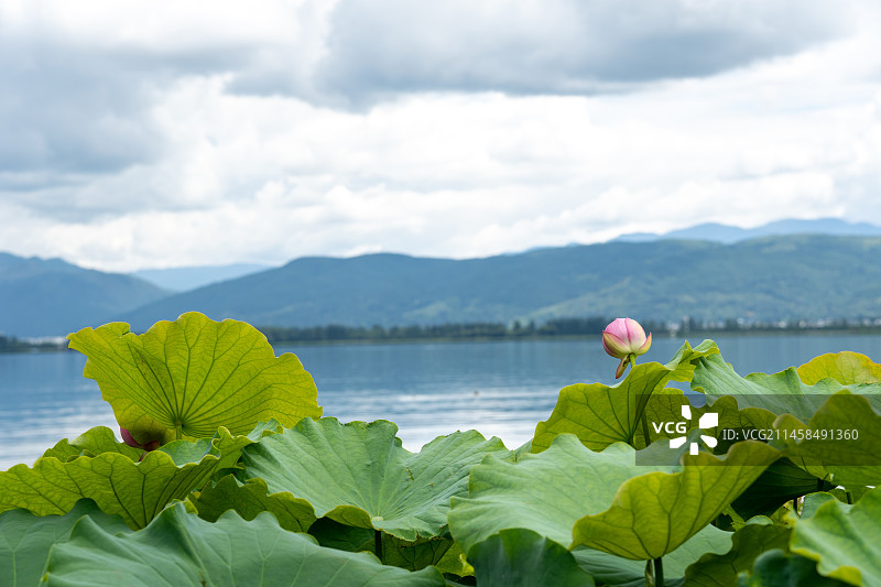 大理剑川茈碧湖风景区荷花图片素材