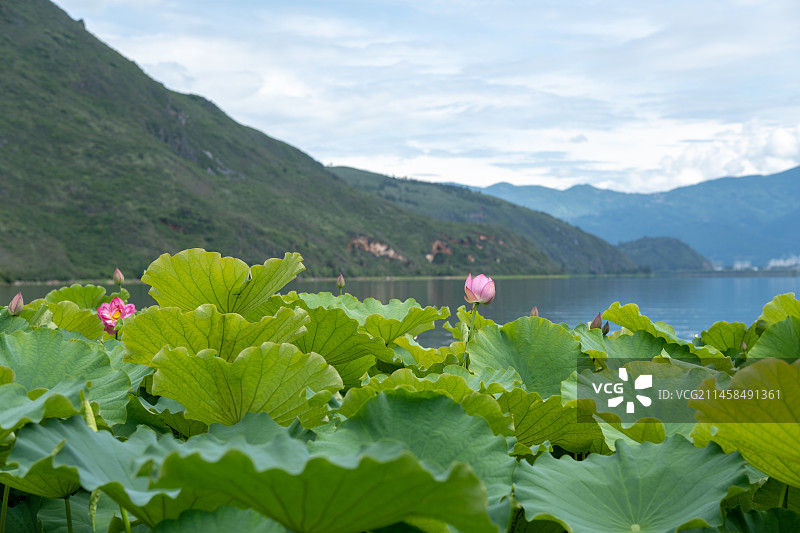 大理剑川茈碧湖风景区荷花图片素材