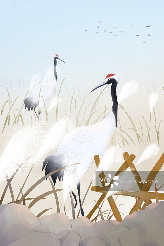冬天丹顶鹤寒露冬季芦苇插画图片素材