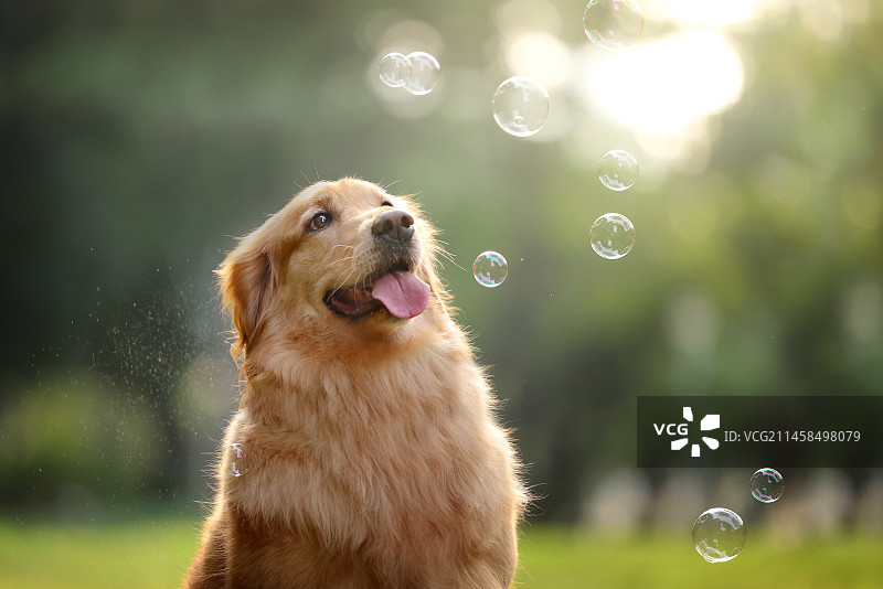 草地上玩耍的金毛寻回犬图片素材