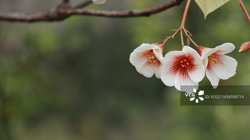 油桐花图片素材