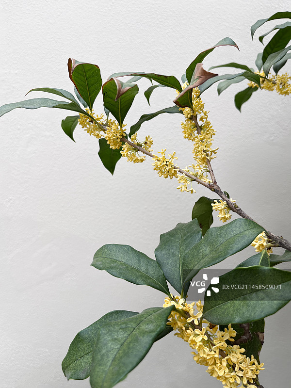 安徽省蚌埠市，盛开的桂花图片素材