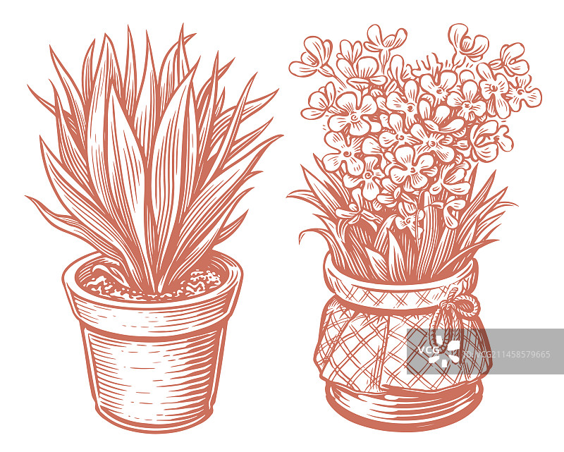 盆栽植物叶子速写风格图片素材