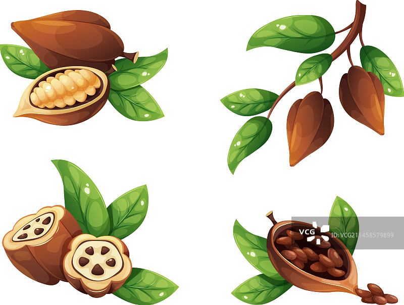卡通可可豆，成熟可可豆荚与种子图片素材