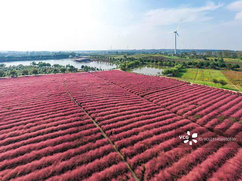 粉黛花海 仪征长兴农场图片素材