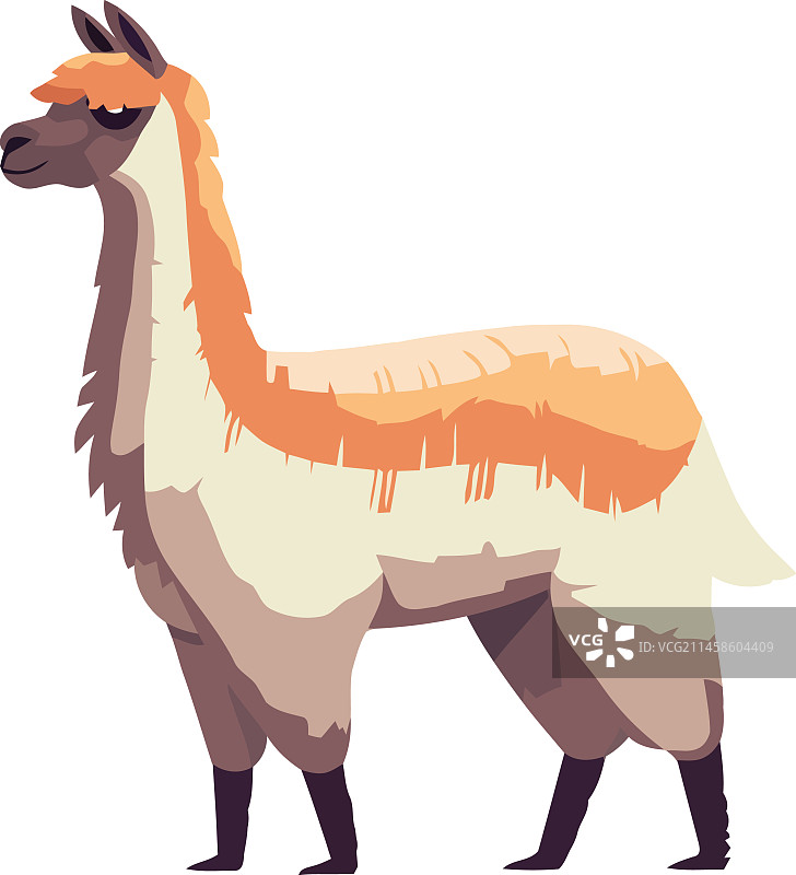 家养美洲驼羊动物图标图片素材