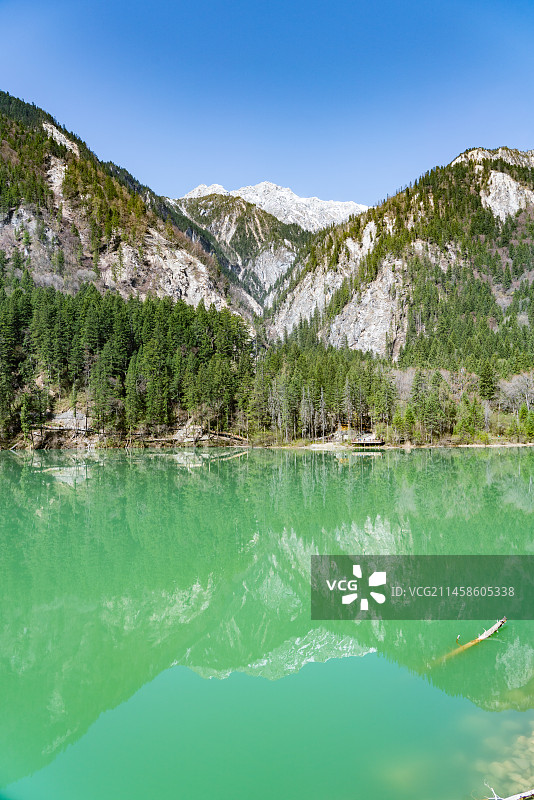 四川九寨沟风景区的箭竹海图片素材