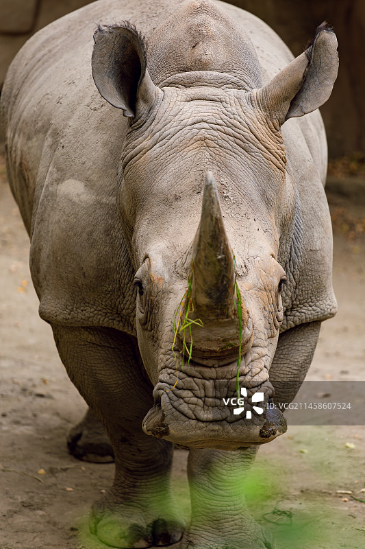 动物园的犀牛图片素材