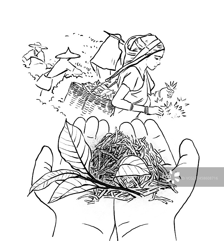 茶叶 采茶 劳作 收益 特写 黑白插图图片素材