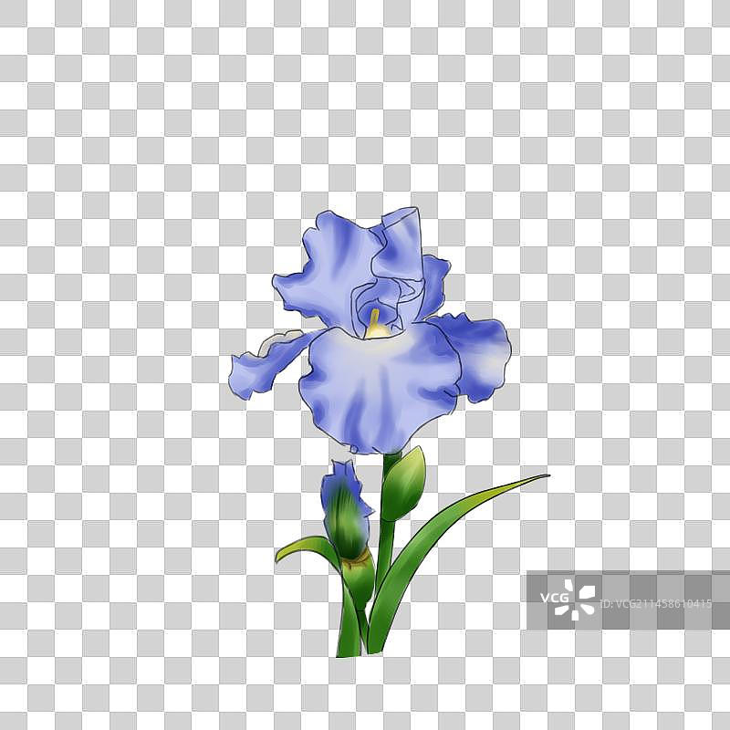 鸢尾插画图片素材