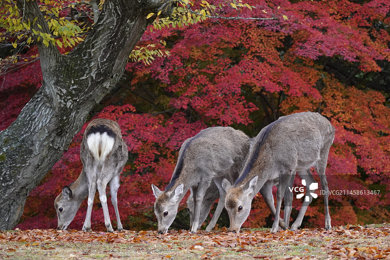 梅花鹿图片素材