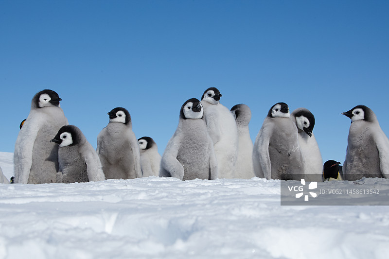 帝企鹅图片素材