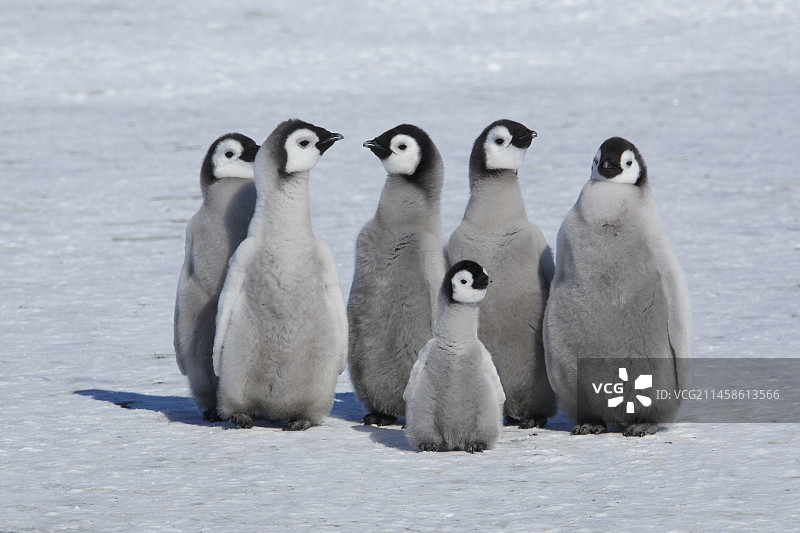 帝企鹅图片素材