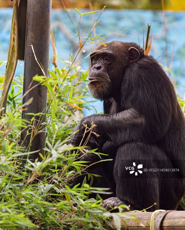 黑猩猩图片素材