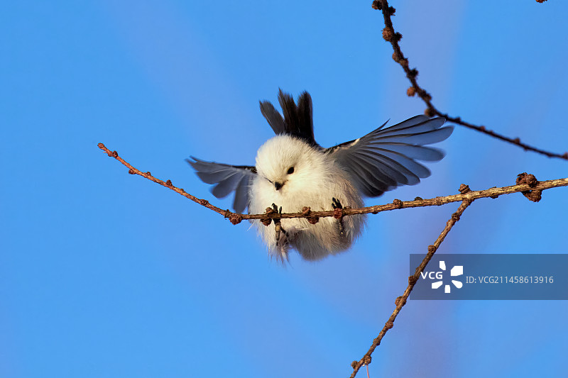 长尾山雀图片素材