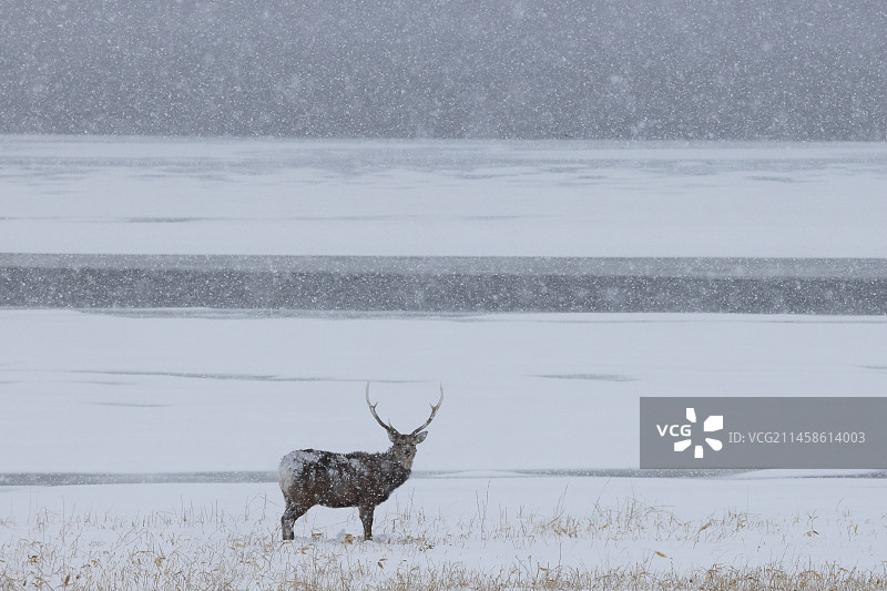 梅花鹿图片素材