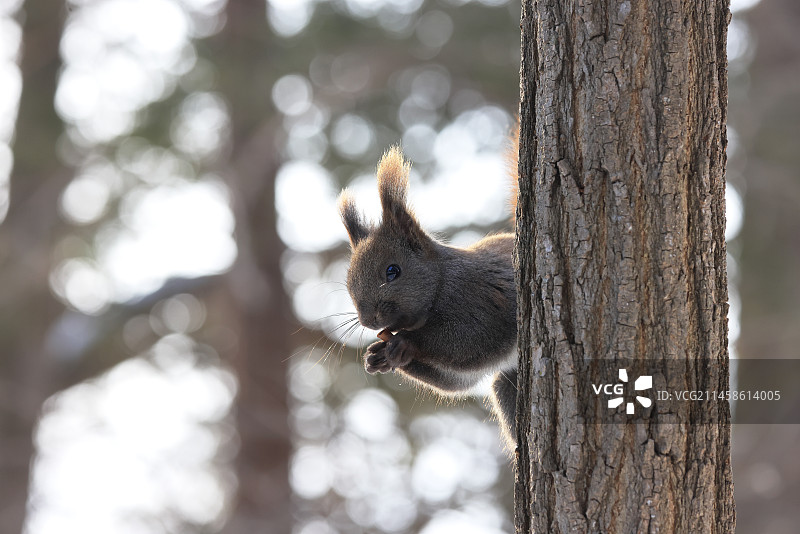 北海道松鼠图片素材