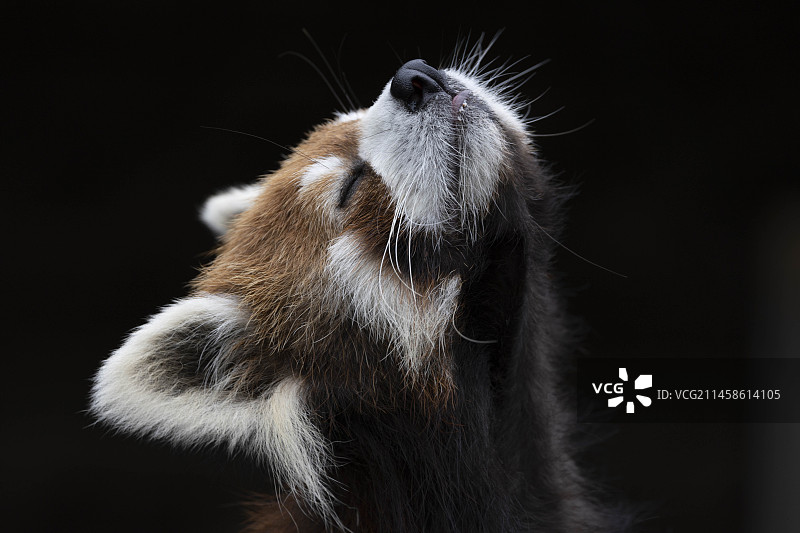 红熊猫图片素材