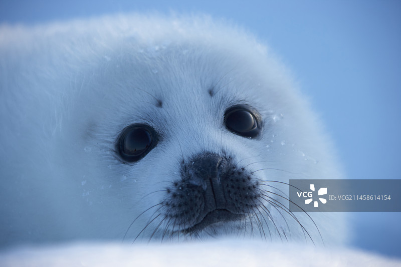竖琴海豹图片素材