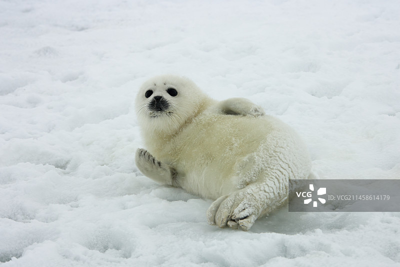 竖琴海豹图片素材