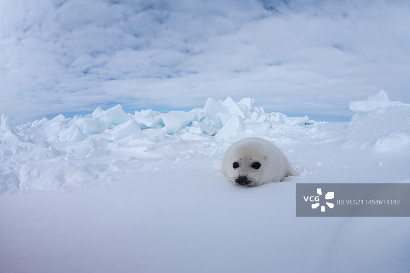 竖琴海豹图片素材