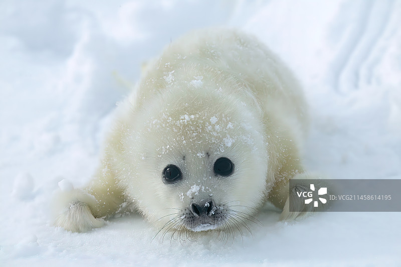 竖琴海豹图片素材