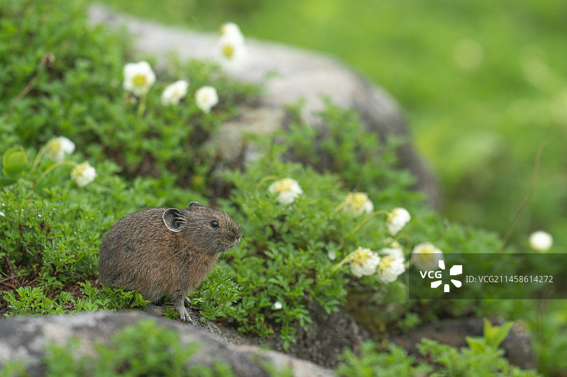日本鼠兔图片素材