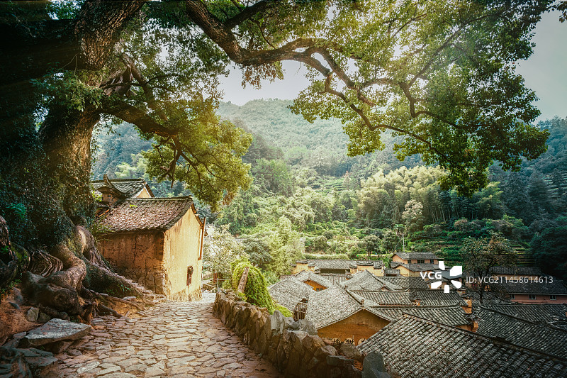 松阳杨家堂榕树老街图片素材