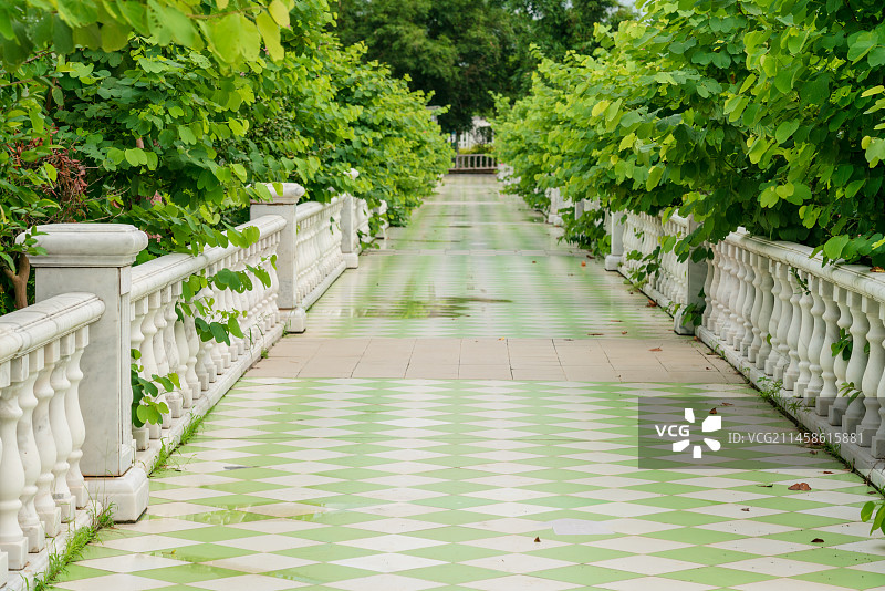 百万葵园内的小路图片素材