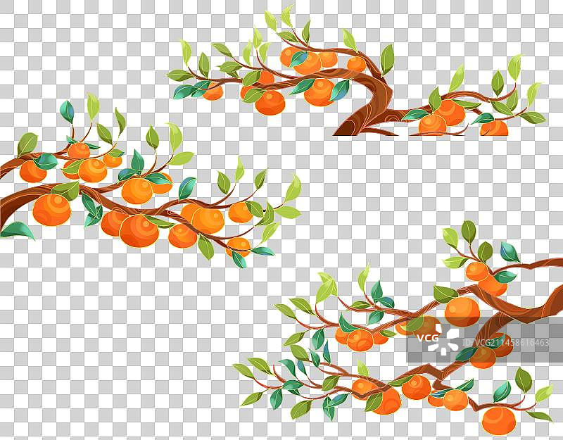 柿子树插画素材图片素材