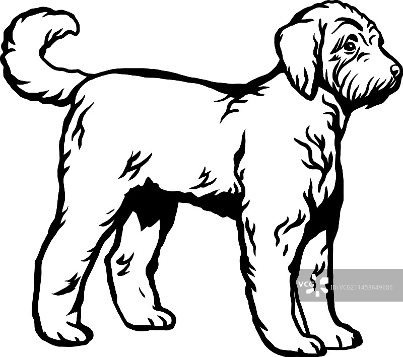 金毛贵宾犬趣味狗文件图片素材