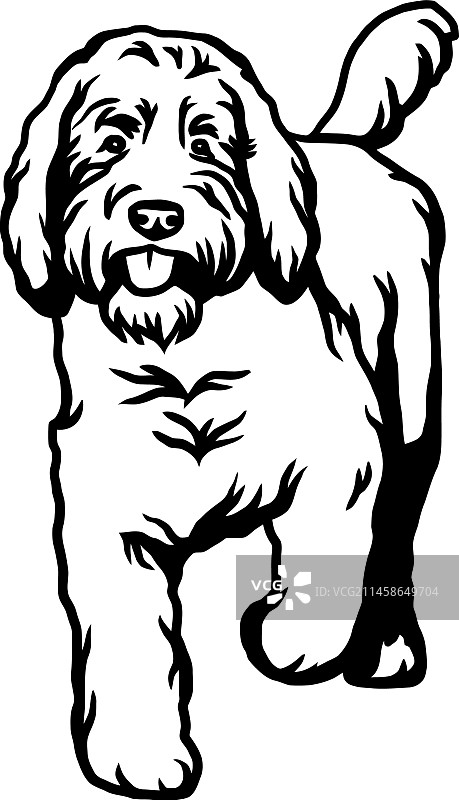 金毛贵宾犬趣味狗文件图片素材