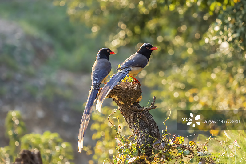 红嘴蓝鹊图片素材