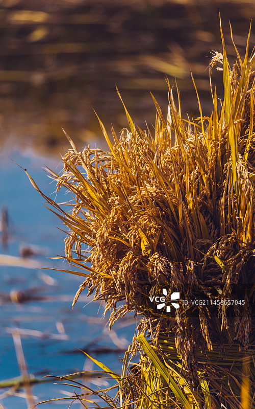 金秋时节稻田中成熟的水稻图片素材