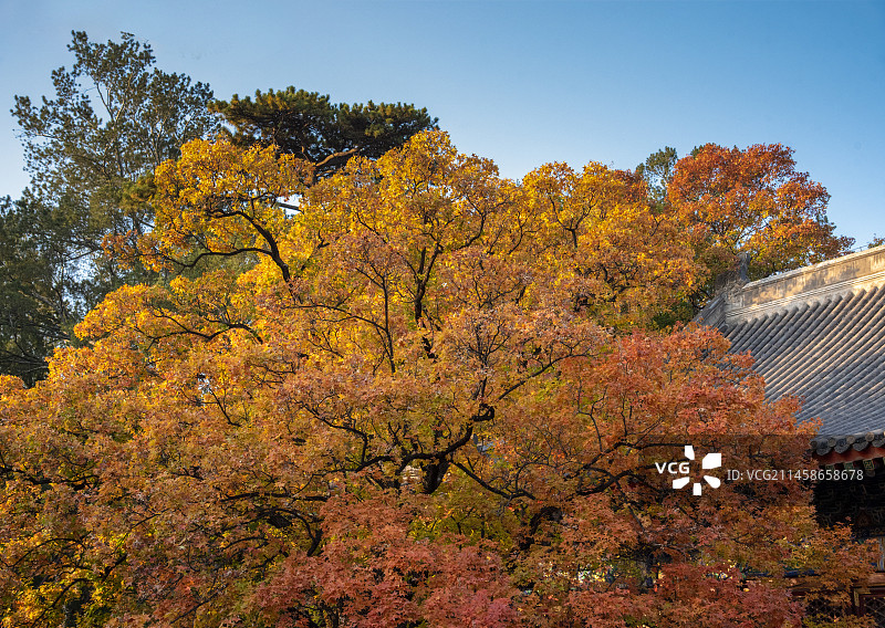 《香山叶又红》图片素材
