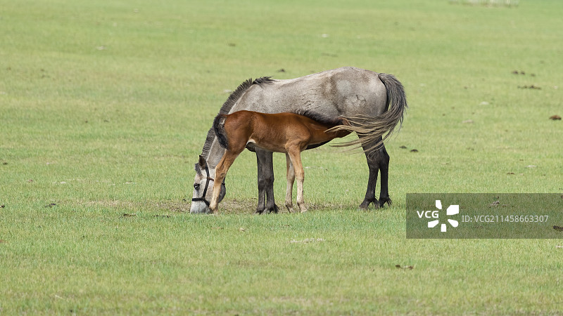 蒙古马母子图片素材