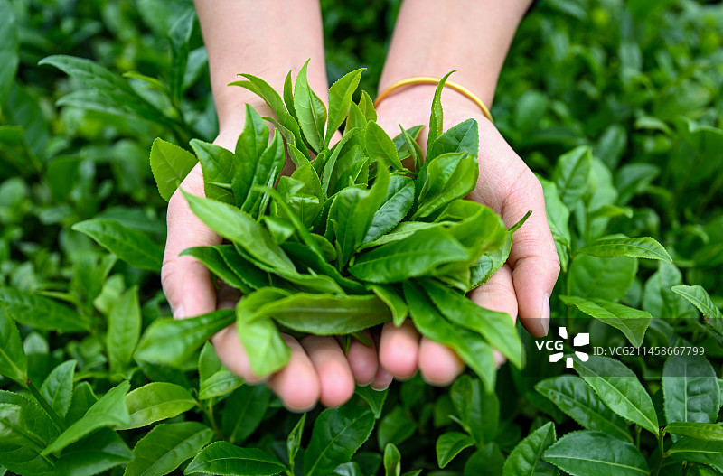 湖北宣恩县一位美女在伍家台贡茶基地采茶的特写镜头图片素材