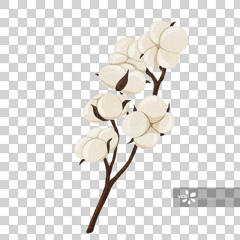 枝头上的棉花图片素材
